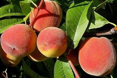 Kiev peach