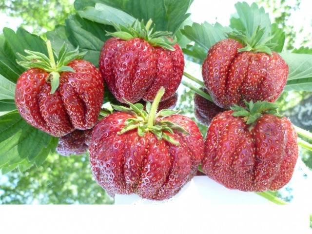 unang grader ng strawberry