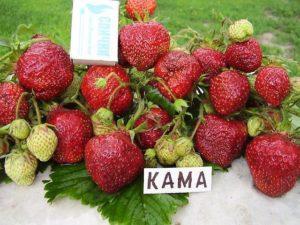 Beschreibung und Eigenschaften von Kama-Erdbeeren, Anbau und Pflege