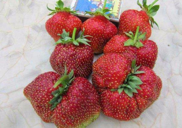 veel aardbeien
