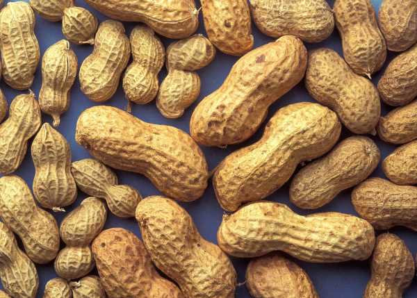 nuts a lot