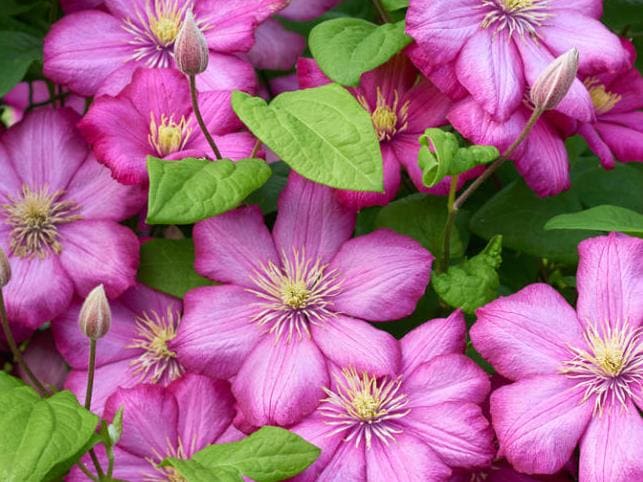 flowers clematis