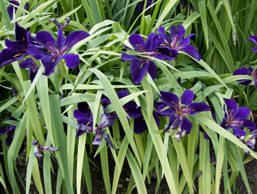 Iris i Californien