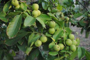 Opis a vlastnosti ideálnej odrody orechov, pestovania a starostlivosti o ne