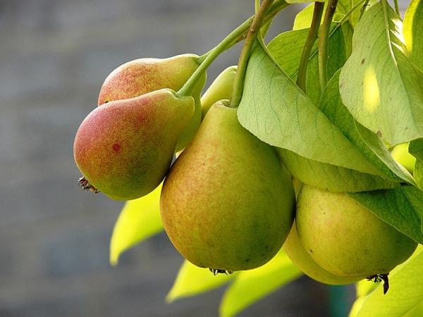 pear Severyanka