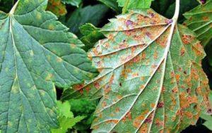 Measures to combat rust on currants, treatment with drugs and folk remedies