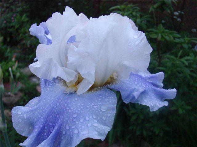 Iris blaus