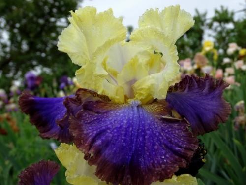 Skæggede iris