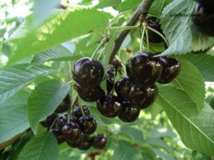 Popis a charakteristika odrůdy černého třešně Leningradskaya, pěstování a péče