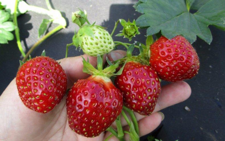 strawberry kama