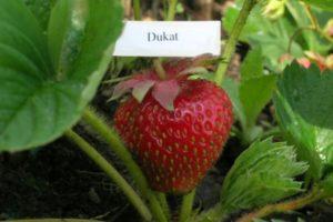 Descripción y características de las fresas Dukat, plantación y cuidado.