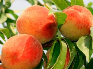 Description and characteristics of the Golden Jubilee peach variety, planting and care