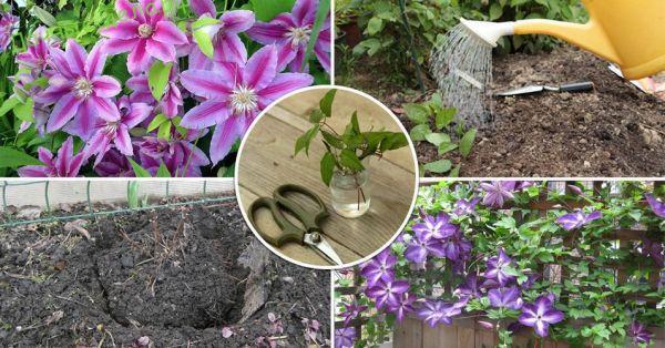 clematis for beginners