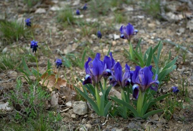Irises irises