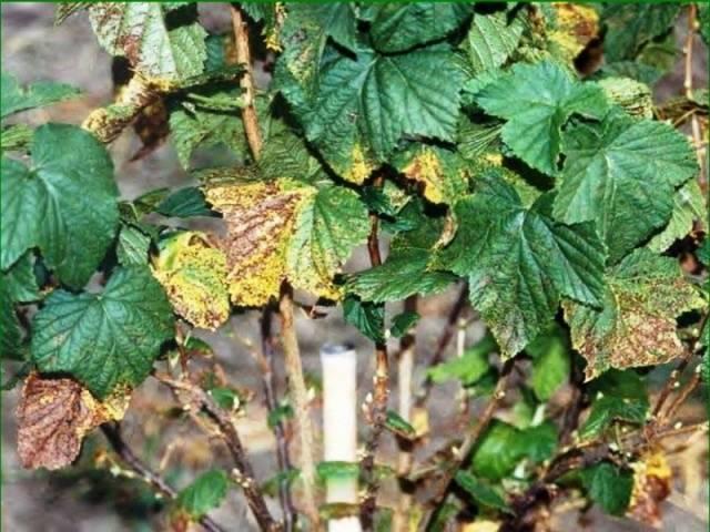rust on currants control measures