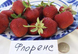 Beskrivning och egenskaper för Florens jordgubbsort, odling och reproduktion