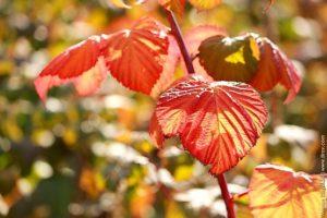 Prečo malinové listy červenajú, dôvody a čo robiť