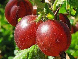 Beskrivning av Hinnomaki krusbärsorten och dess sorter, plantering och skötsel