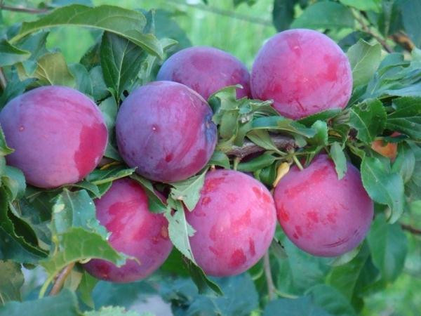 cherry plum tent
