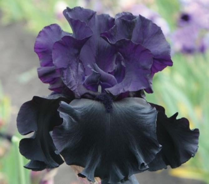 Black irises