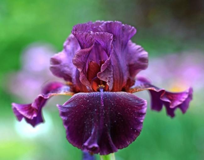 Iris de color porpra