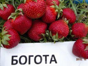 Beschrijving en kenmerken van aardbeien uit Bogota, planten en verzorgen