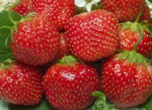 Descrierea și caracteristicile soiului de căpșuni, cultivare și îngrijire de sărbători