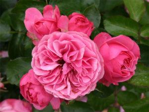 Descripció de varietats de roses de Leonardo da Vinci, plantació, cultiu i cura