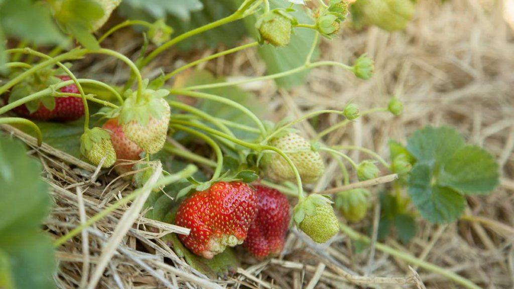 Erdbeeren lockern, jäten und mulchen