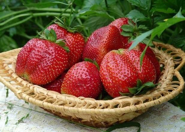 strawberry monterey