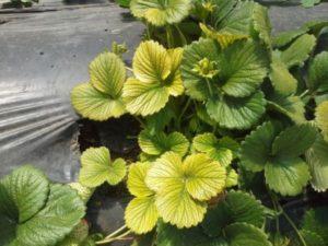Why strawberry leaves turn yellow and what to do