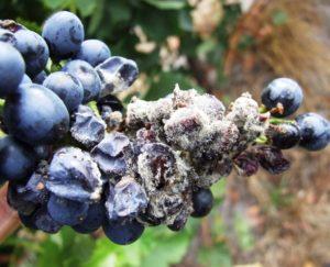 Garden blueberry diseases and their treatment, pest control methods