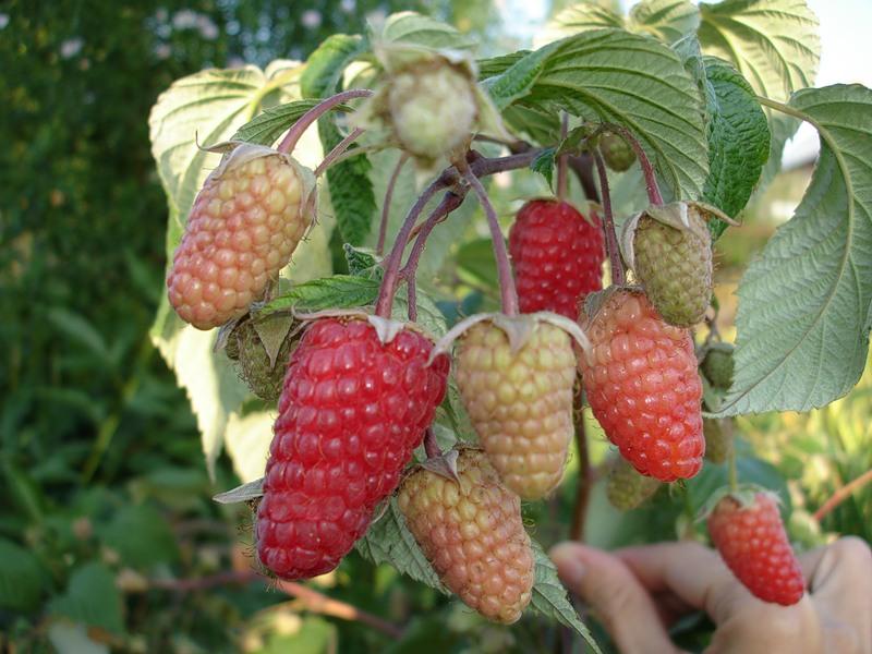 raspberry varieties giant