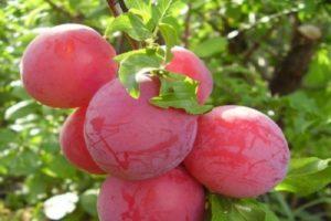 Description of the cherry plum variety Lama, pollinators, planting and care