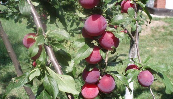 red cherry plum