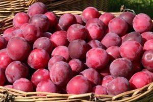 Descrizione della varietà di prugne ciliegie Nayden, tecnologia di semina, cura e potatura