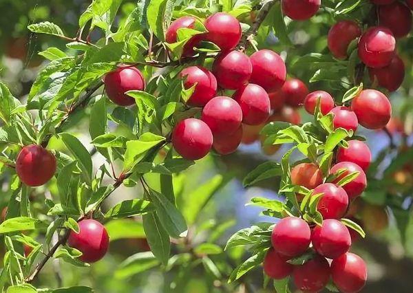 ripe cherry plum