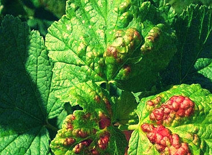 currant anthracnose