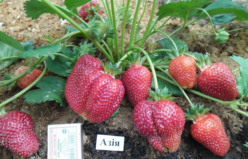 strawberry asia