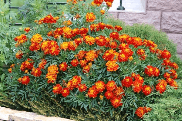 use of marigolds