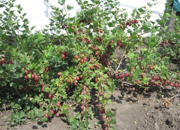 Gooseberry variety