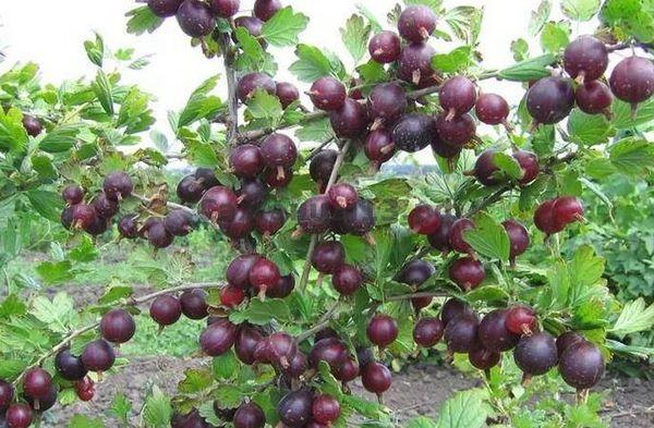 Gooseberry varieties without thorns