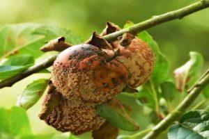 Cause e trattamento di malattie e parassiti di prugna di ciliegio, i modi migliori per affrontarli