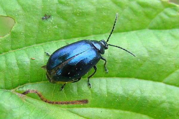 alder leaf beetle