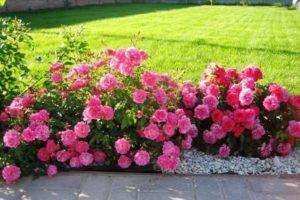 Description of varieties of Border roses, planting, growing and care in the garden