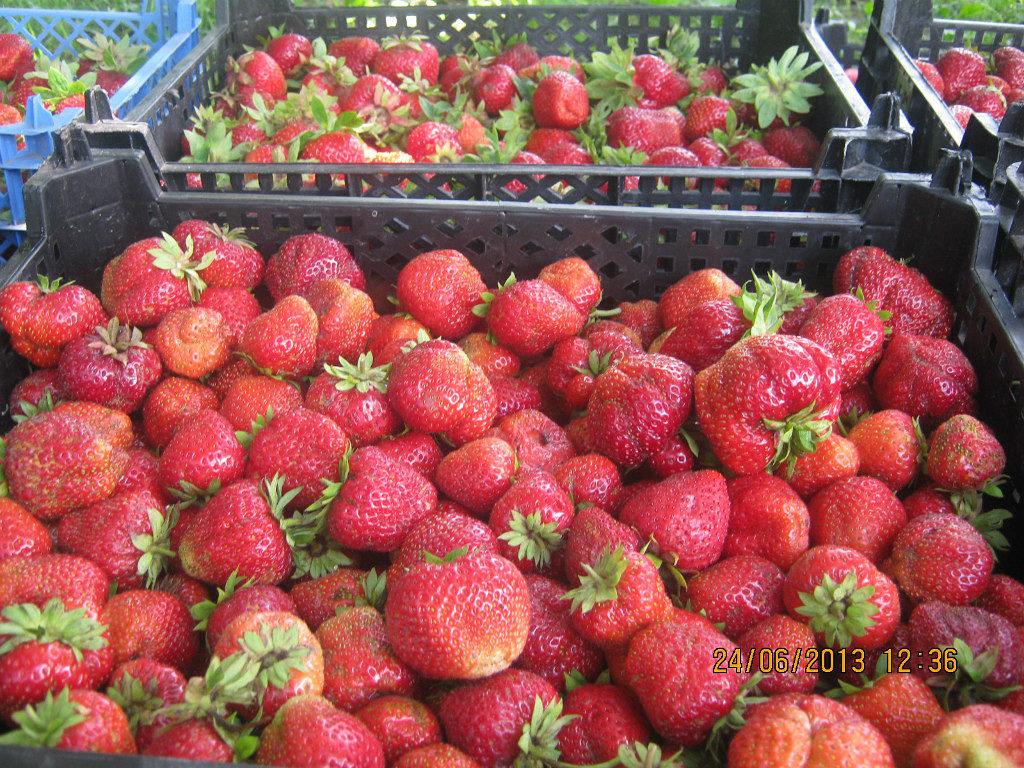 strawberry borovitskaya