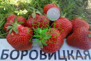 Borovitskaya zemeņu apraksts un īpašības, audzēšana un pavairošana