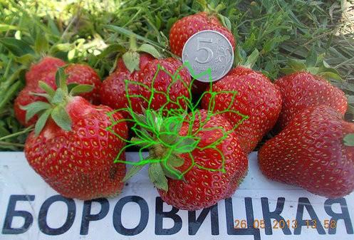 căpșuni borovitskaya