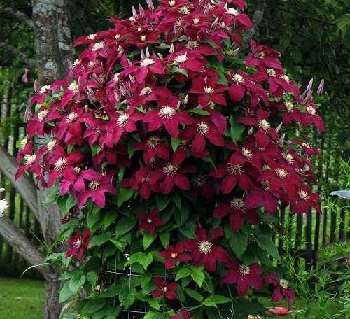 clematis for beginners
