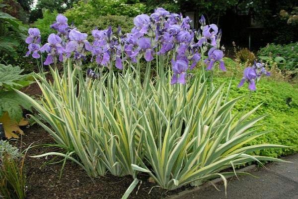 irisul înflorește